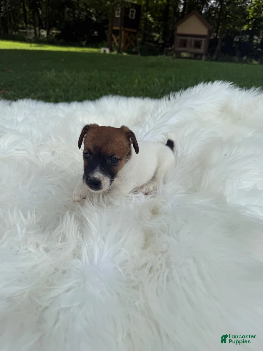 Jack Russell Terrier dogs for sale: UKC Zane - Ad 2