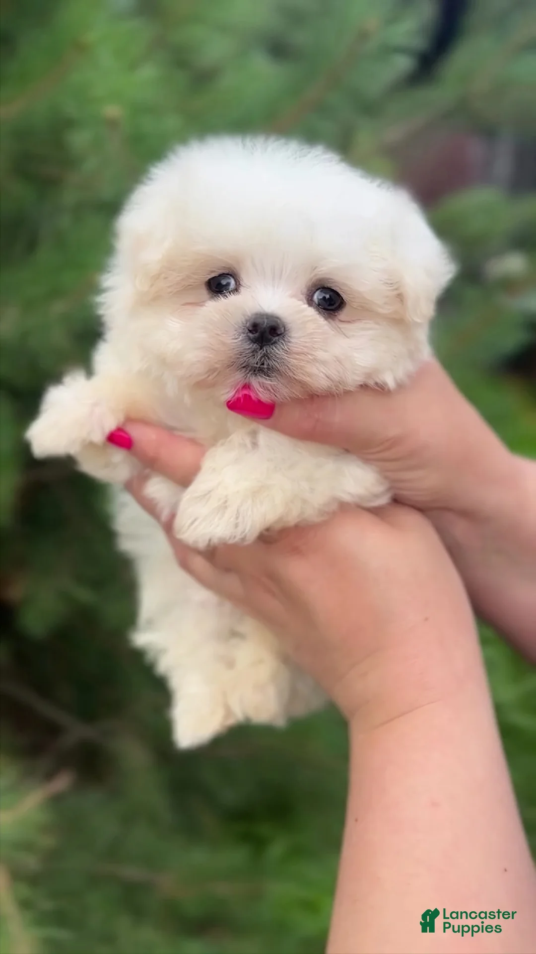 Maltipoo dogs for sale: Diana - Ad 2