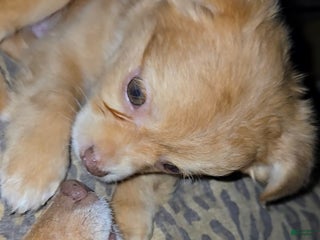 Chihuahua dogs Long Hair red Boy/ Green eyes - Ad 25