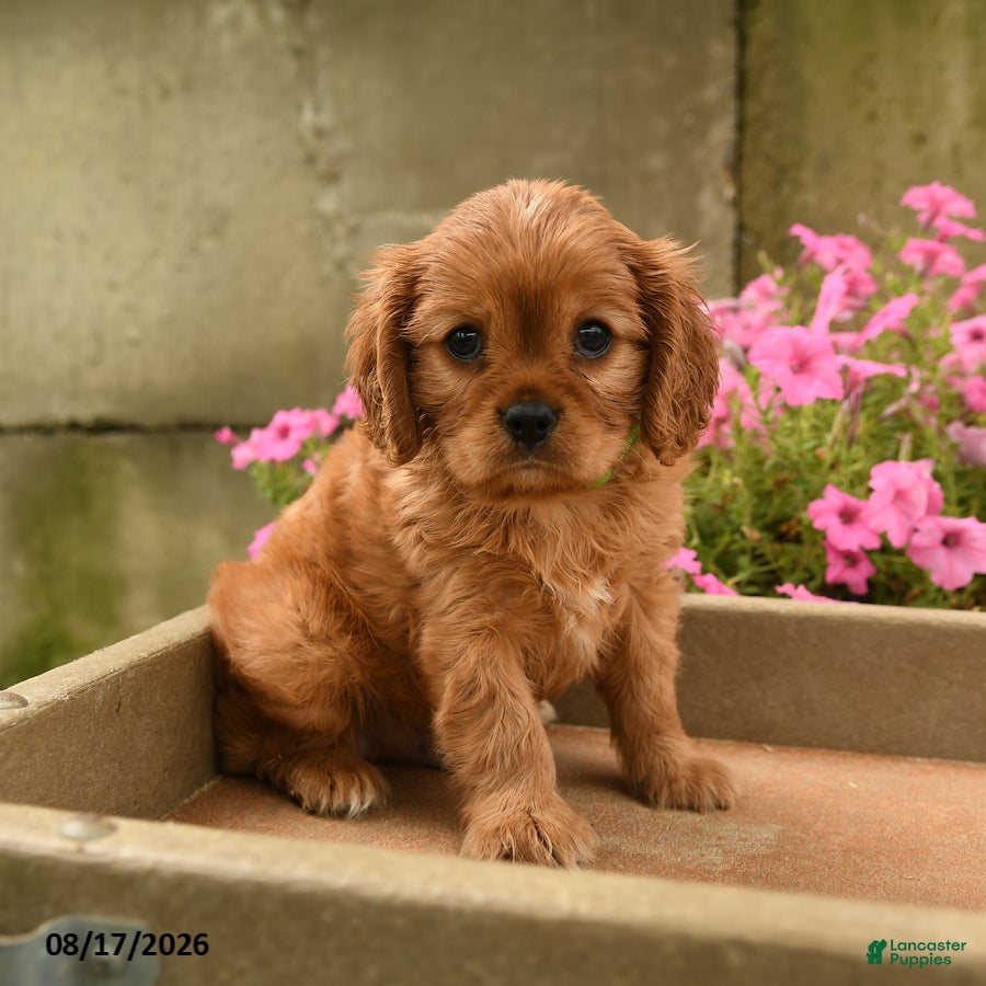 Cavalier King Charles Spaniel dogs Chevy - Ad 2