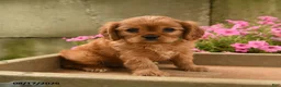 Cavalier King Charles Spaniel dogs for sale: Chevy - Ad 2
