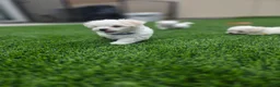Maltese dogs for sale: 🐾 Adorable Male Maltese Puppy Looking for His Forever Home! 🐾 - Ad 15