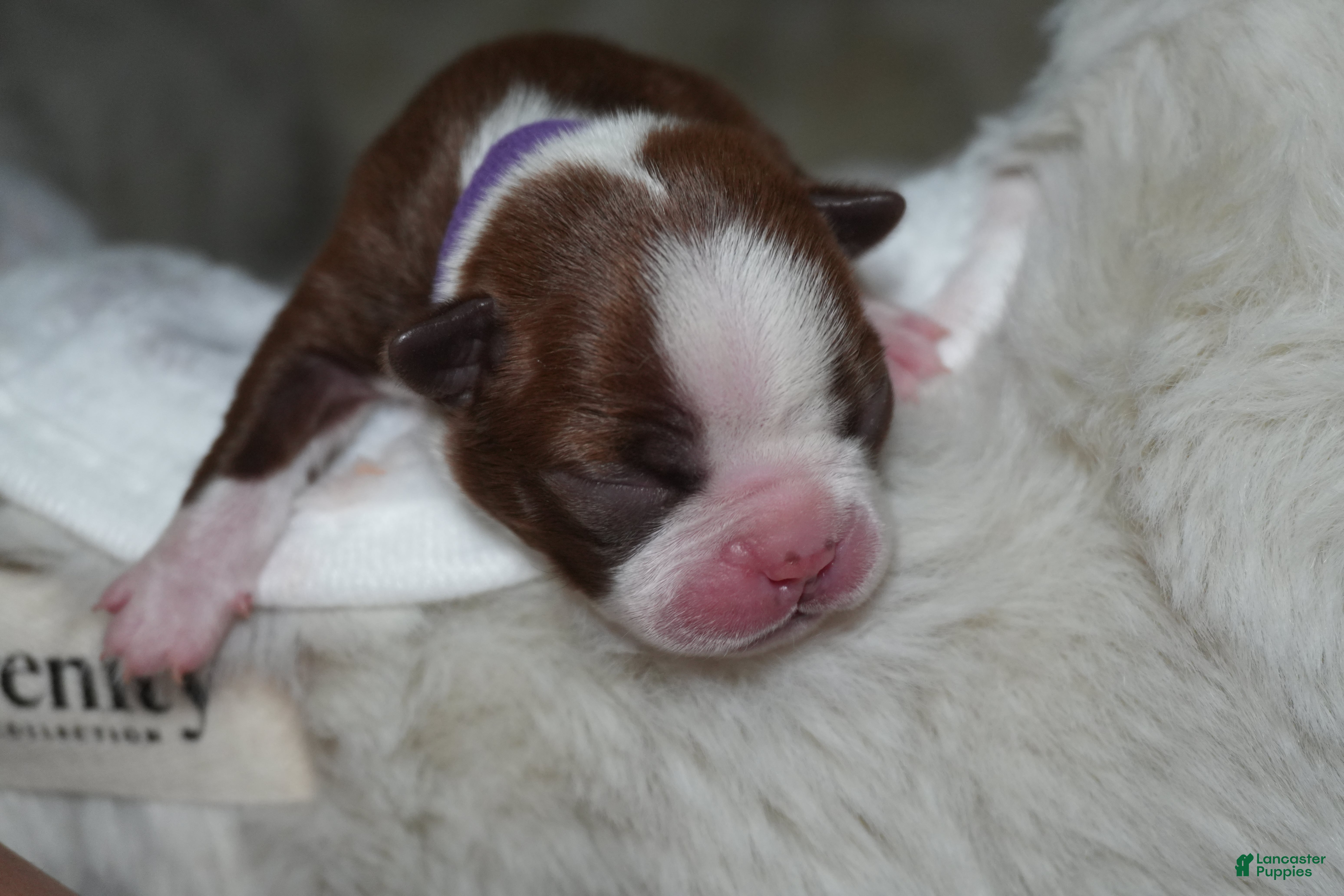 Boston Terrier dogs Frankie - Ad 6