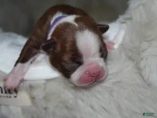 Boston Terrier dogs Frankie - Ad 6