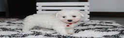 Bichon Frise dogs for sale: Kayson  - Ad 3