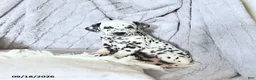 Dalmatian dogs for sale: Daisy - Ad 4