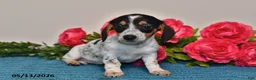 Miniature Dachshund dogs for sale: Lacey - Ad 4