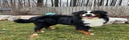 Bernese Mountain Dog dogs for sale: Bernese Mountain Dog Puppy 2 - Ad 4