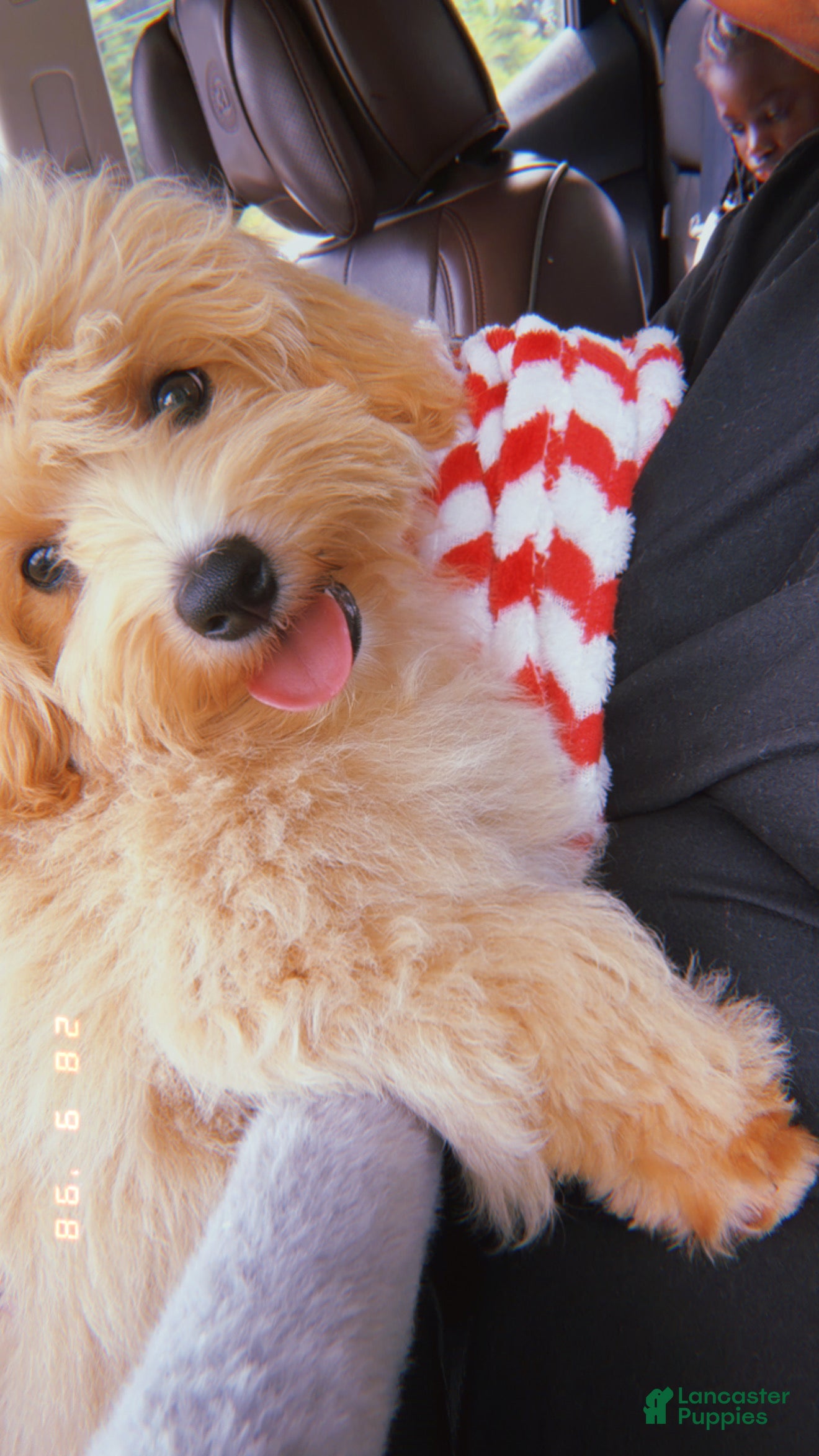Maltipoo dogs Maltipoo 1 - Ad 19