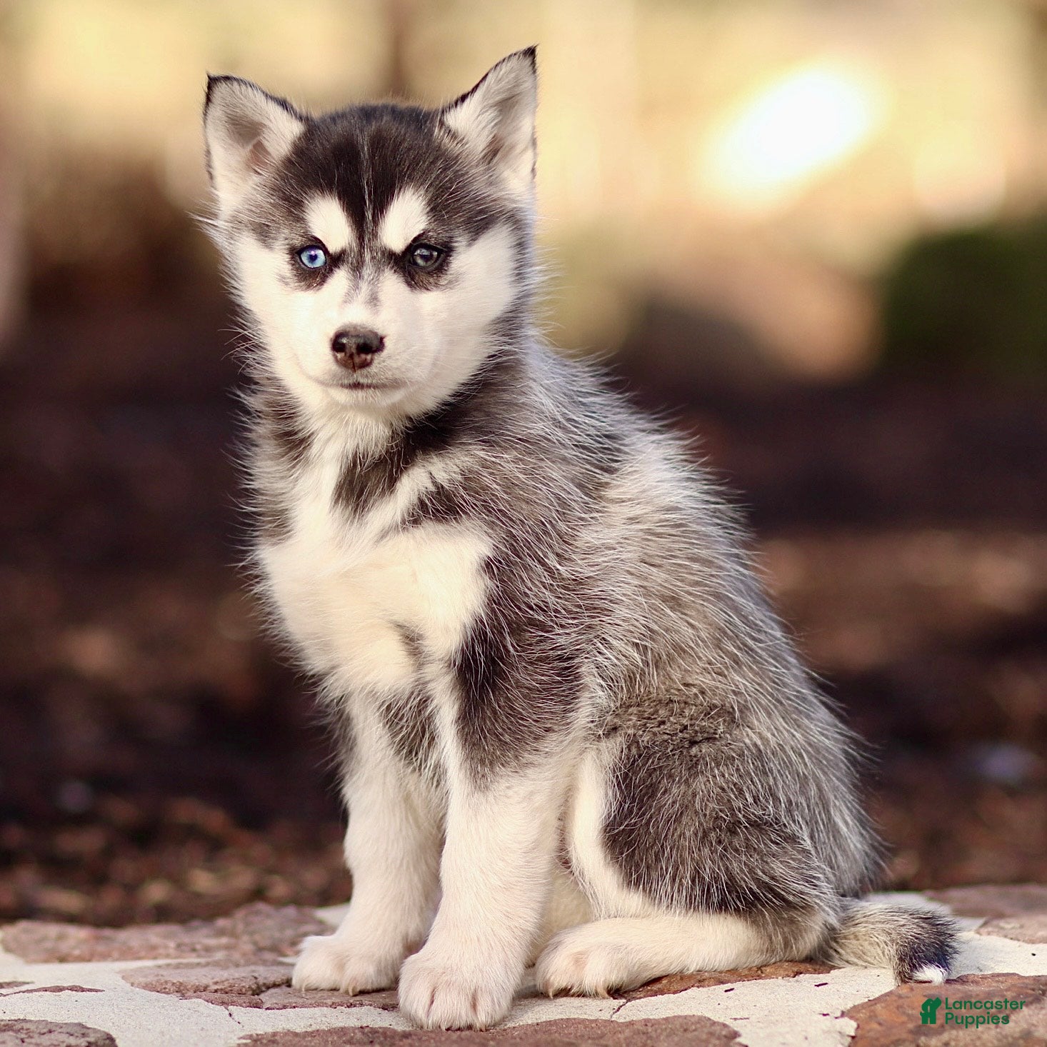 Pomsky dogs Evie - Ad 2