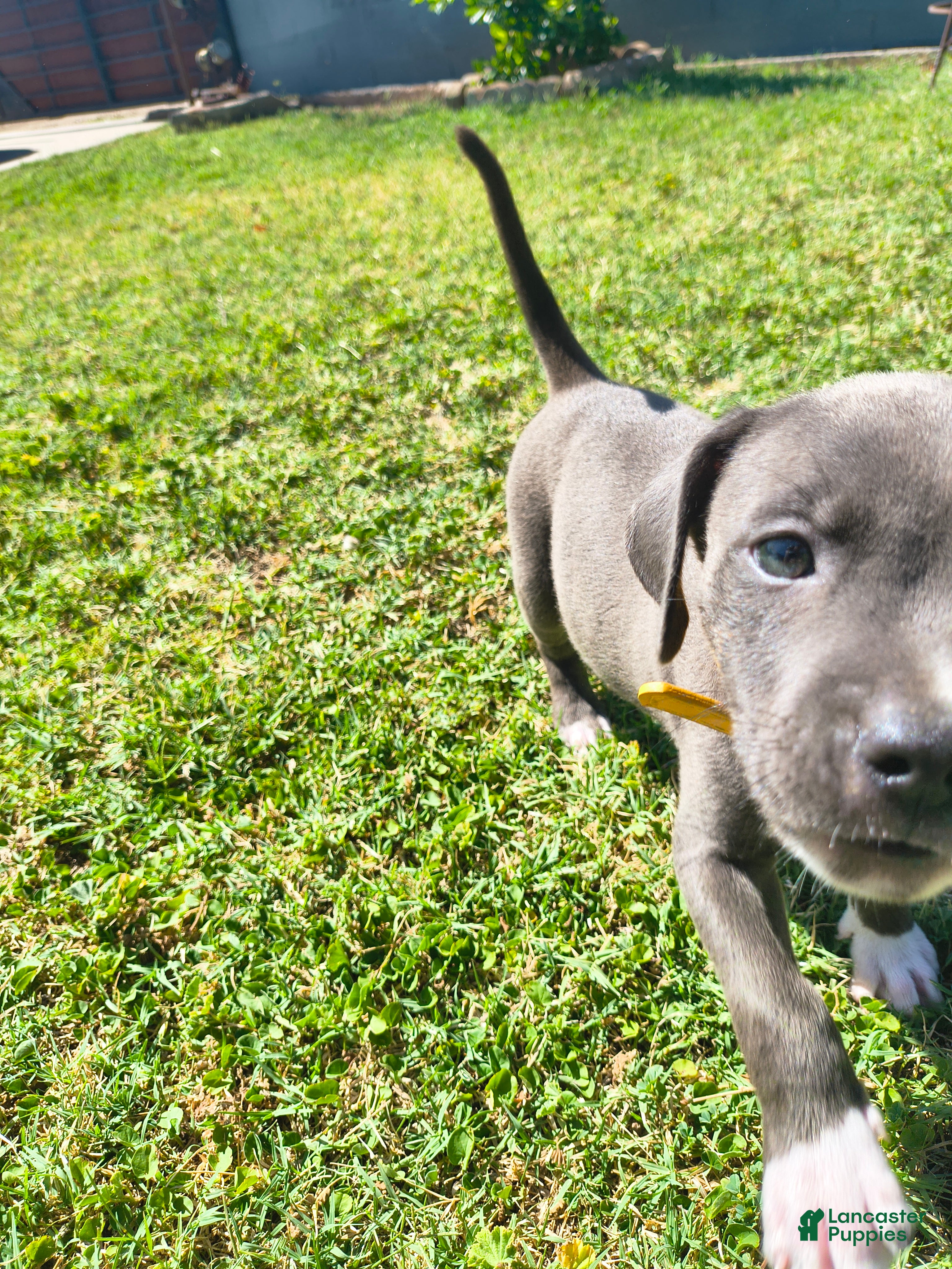 American Pit Bull Terrier dogs Luna - Ad 2