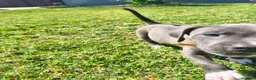 American Pit Bull Terrier dogs for sale: Luna - Ad 8