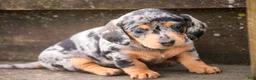 Miniature Dachshund dogs for sale: LuLu - Ad 6