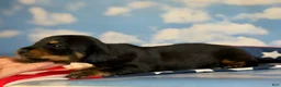 Miniature Dachshund dogs for sale: AKC Panther LH DNA OFA  - Ad 3