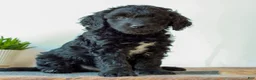 Mini Goldendoodle dogs for sale: Brooks  - Ad 2