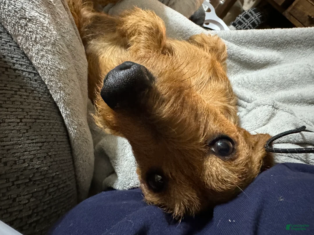 Mixed Breed dogs for sale: Clearance  - Ad 7