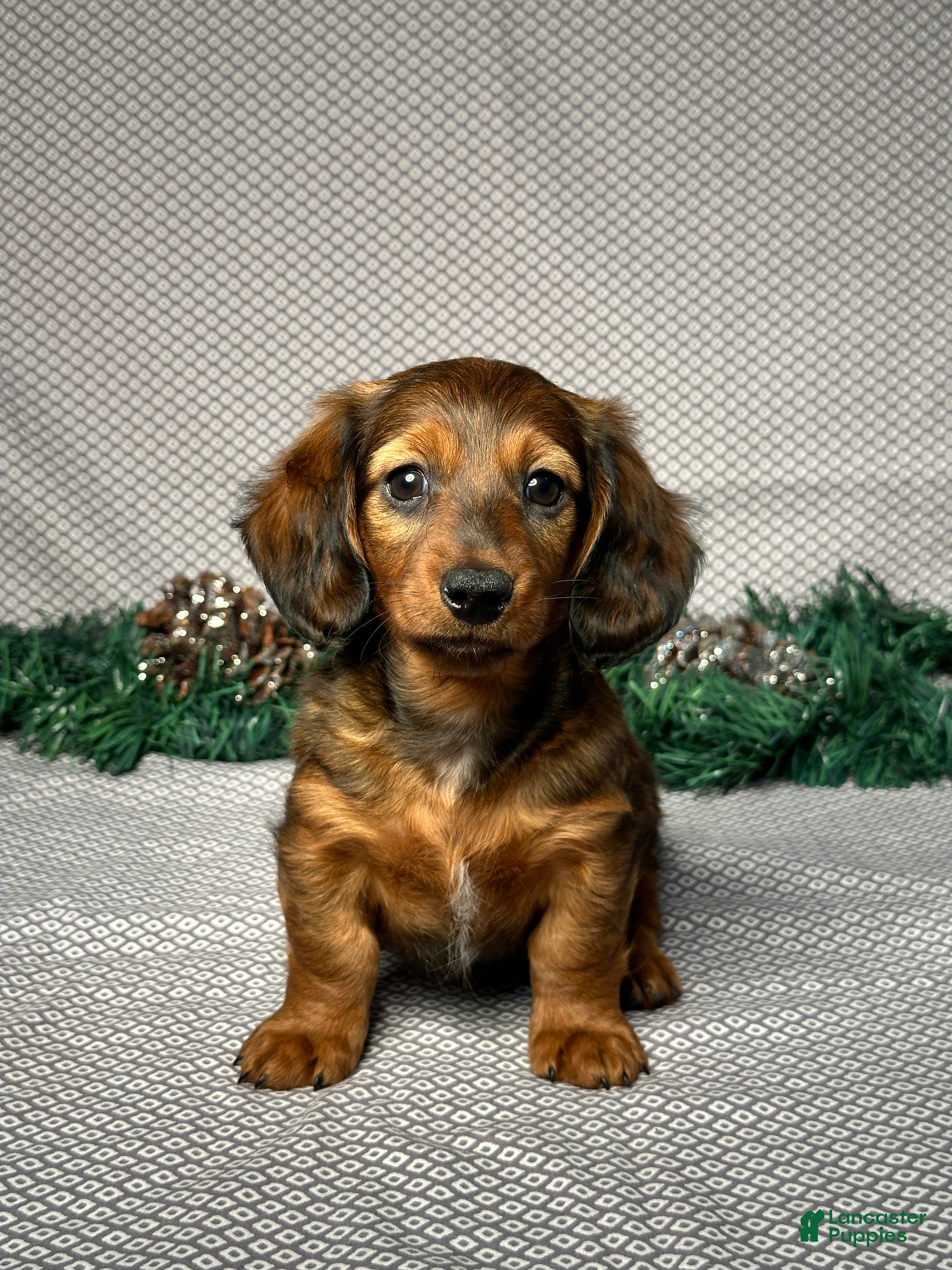 Miniature Dachshund dogs Mia - Ad 26