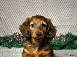 Miniature Dachshund dogs Mia - Ad 21