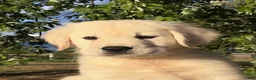 Golden Retriever dogs for sale: Buttercup - Ad 3