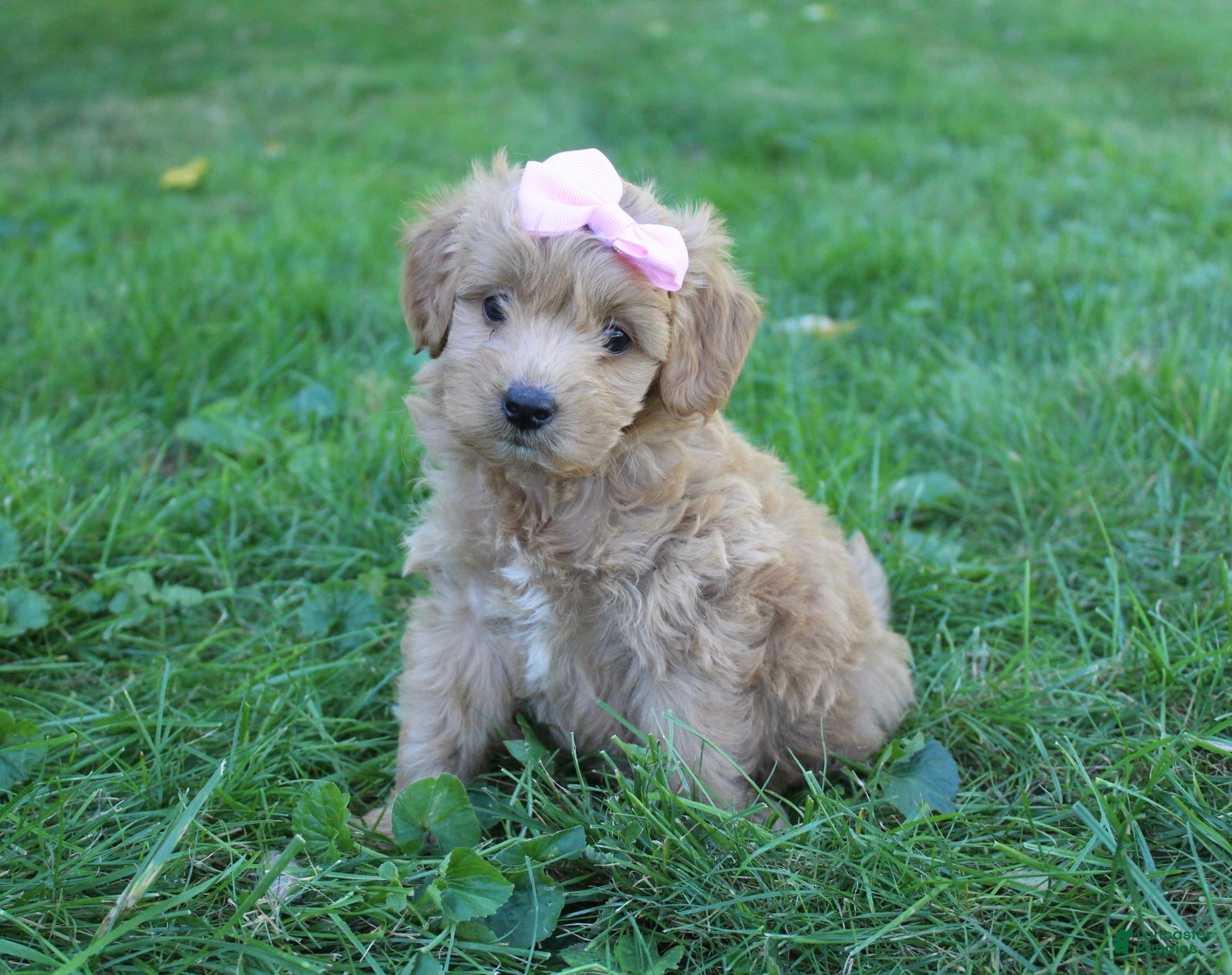 Mini Goldendoodle dogs Maddie 🎀 - Ad 2