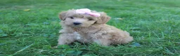 Mini Goldendoodle dogs for sale: Maddie 🎀 - Ad 2