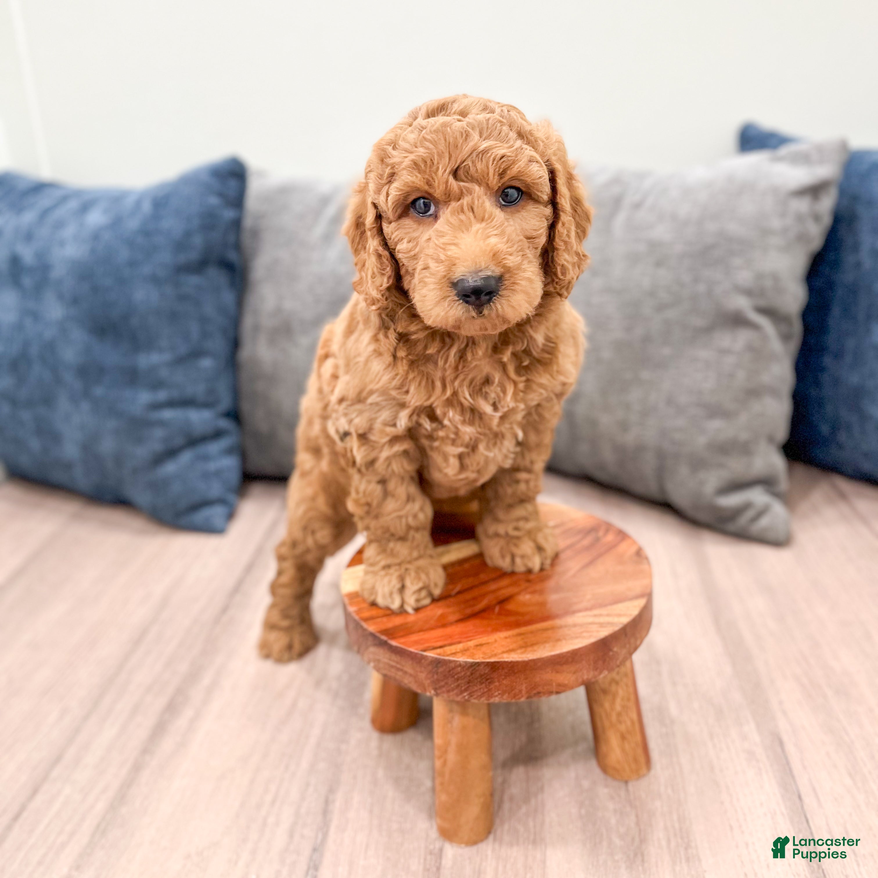 Mini Goldendoodle dogs Bentley - Ad 2