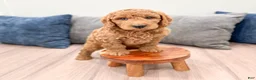 Mini Goldendoodle dogs for sale: Bentley - Ad 2