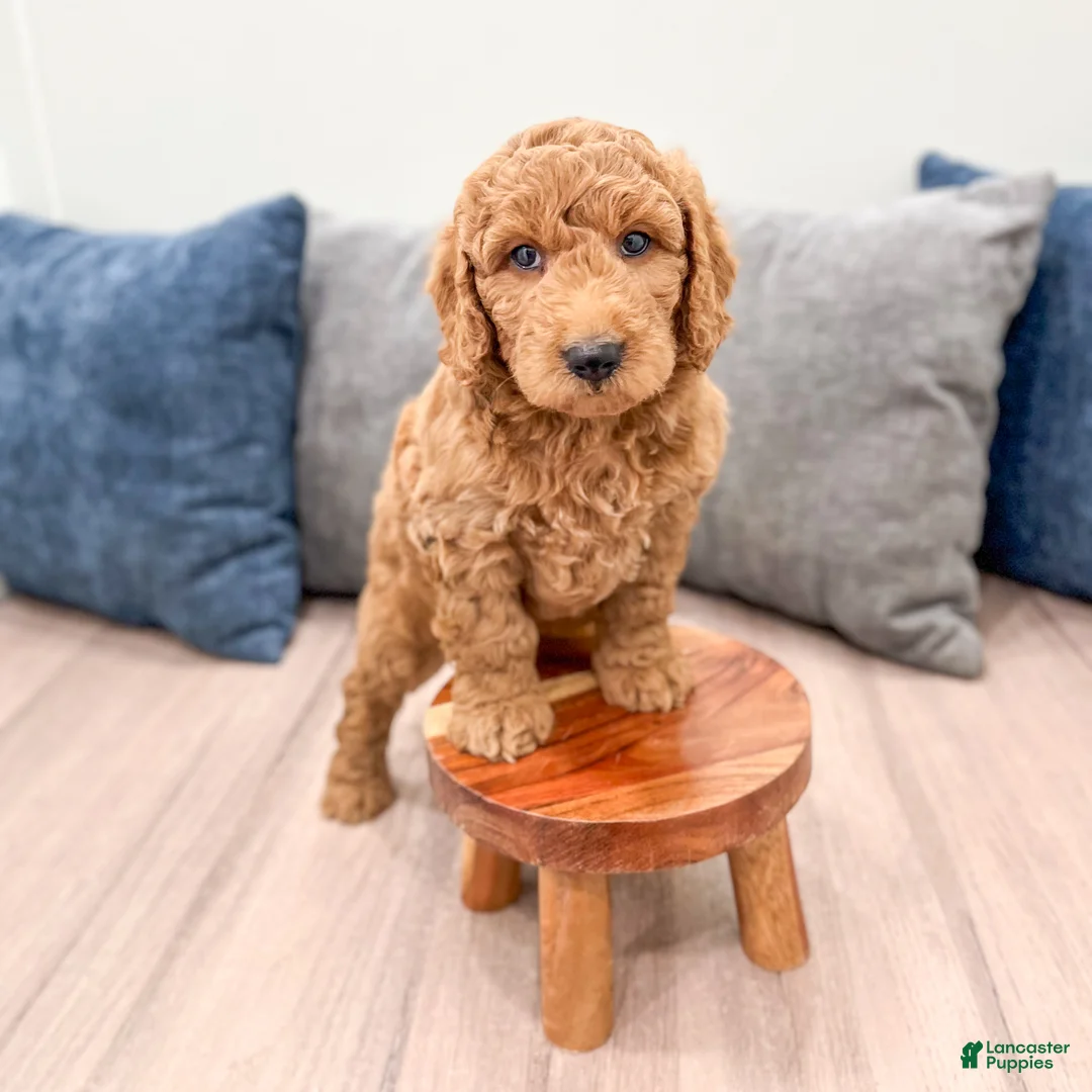 Mini Goldendoodle dogs for sale: Bentley - Ad 2