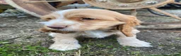 Cocker Spaniel dogs for sale: Joe - Ad 3