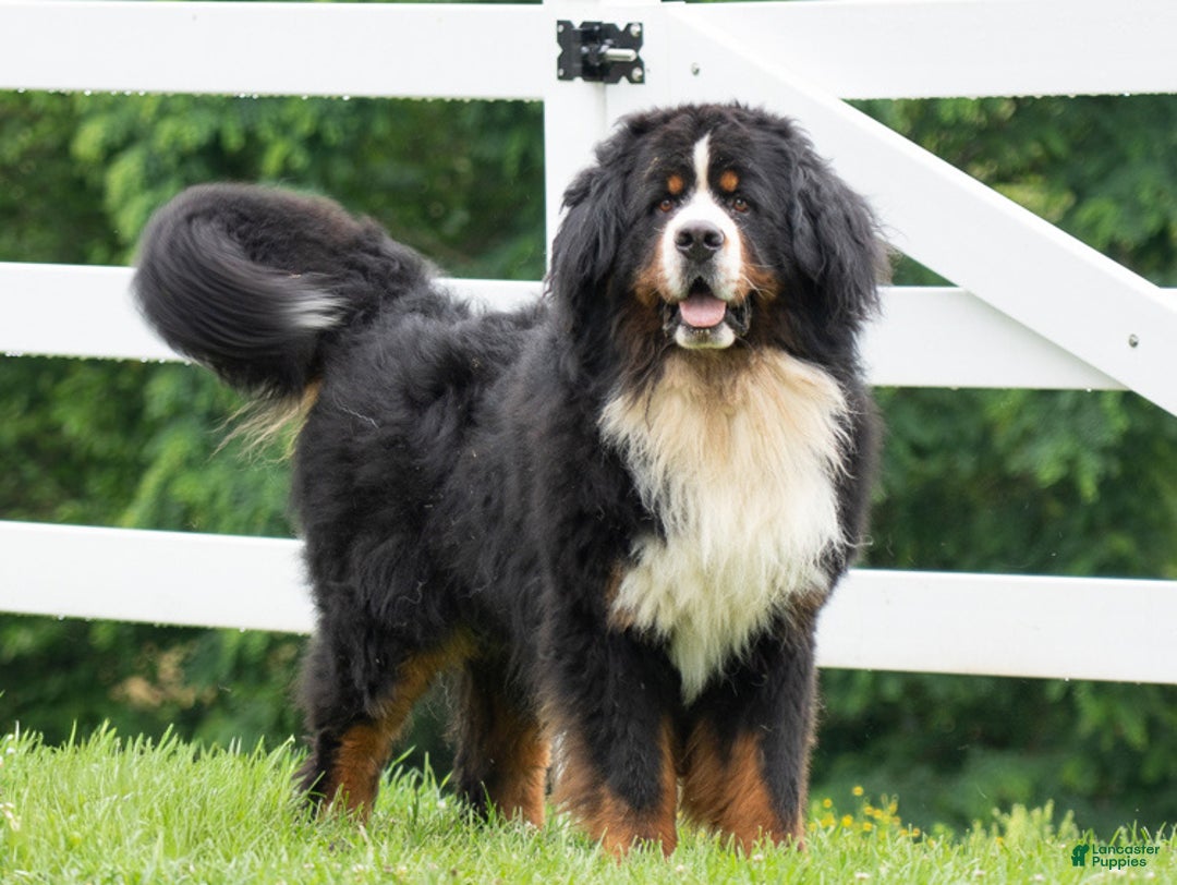 Bernese Mountain Dog dogs for sale: Cambria - Ad 5