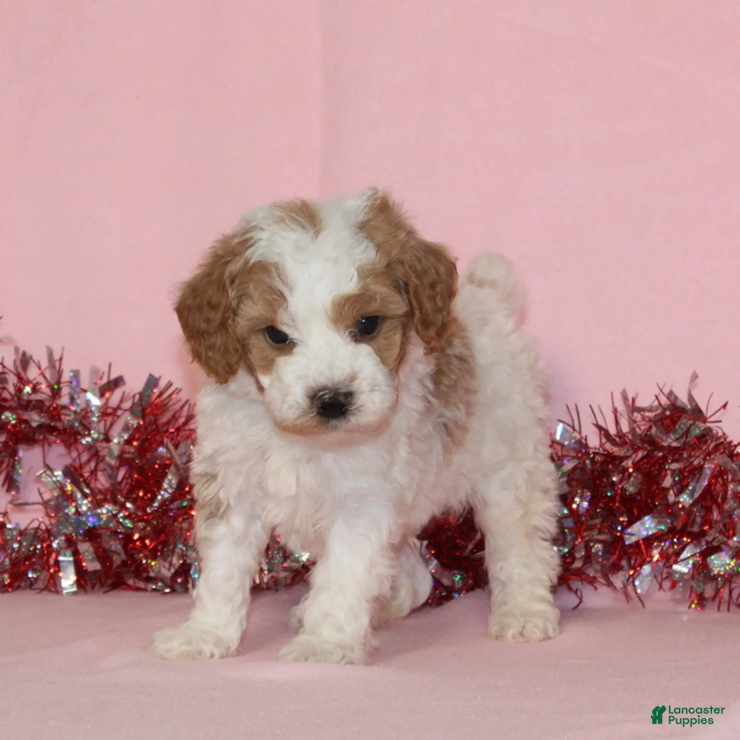 Miniature Poodle dogs for sale: Buster AKC - Ad 3