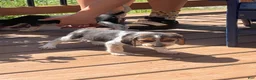 Beagle dogs for sale: Beagle 2 - Ad 4