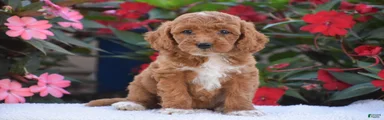 Annabelle - Mini F1BB