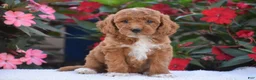 Mini Goldendoodle dogs for sale: Annabelle - Mini F1BB - Ad 1