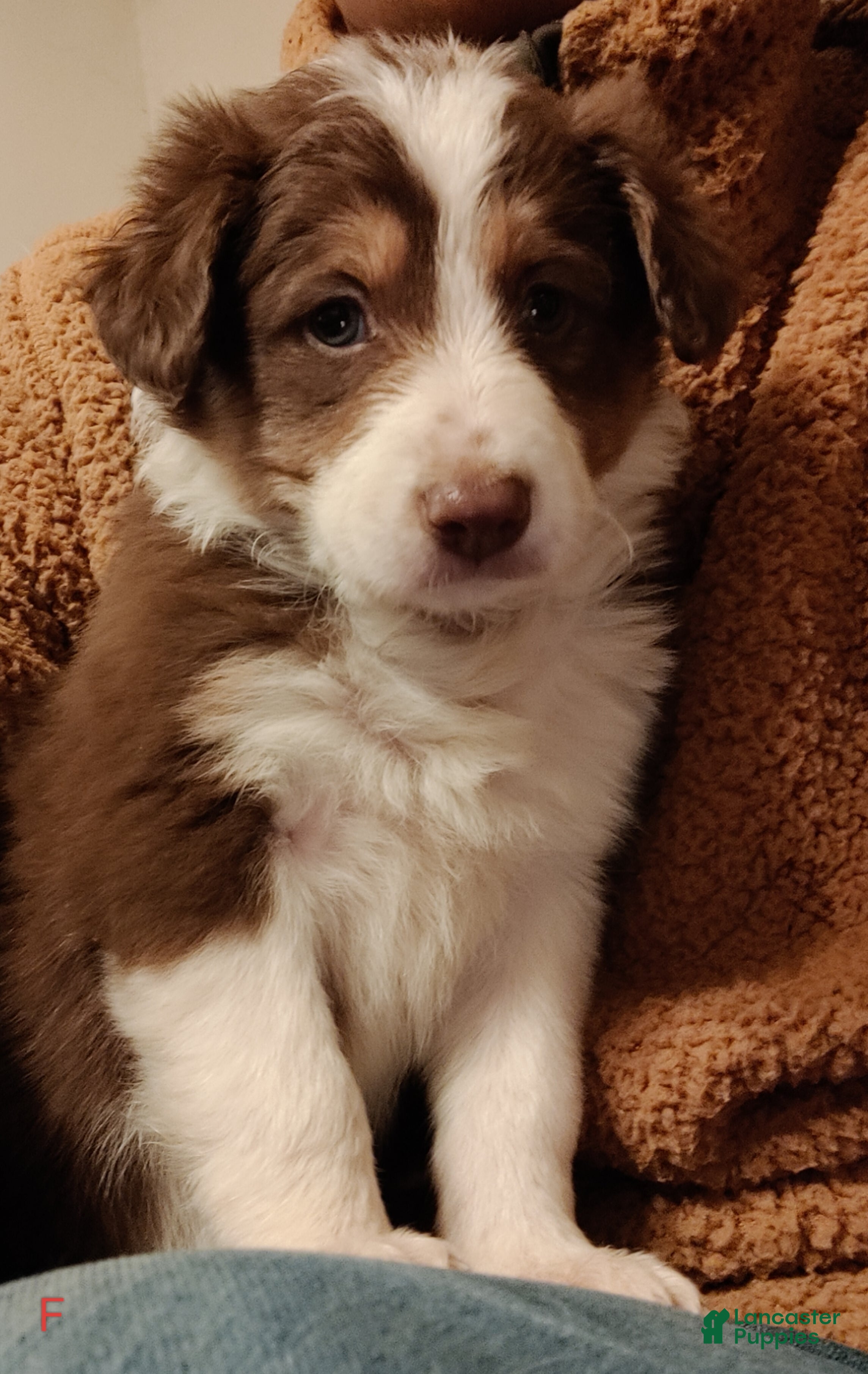Border Collie dogs Border Collie Puppy 3 - Ad 41