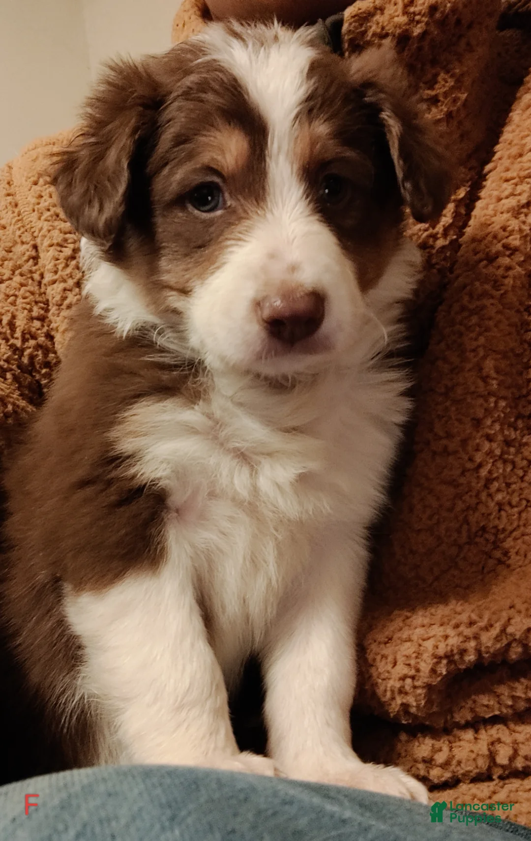 Border Collie dogs for sale: Border Collie Puppy 3 - Ad 1
