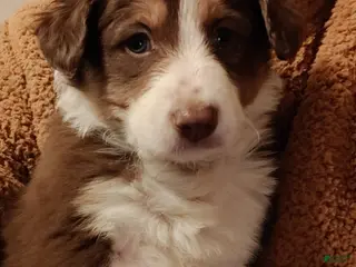 Border Collie dogs Border Collie Puppy 3 - Ad 29