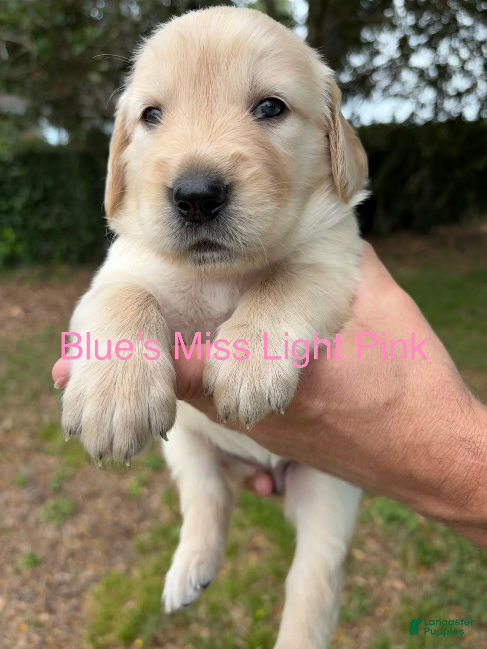 Golden Retriever dogs Ms Hot Pink - Ad 29