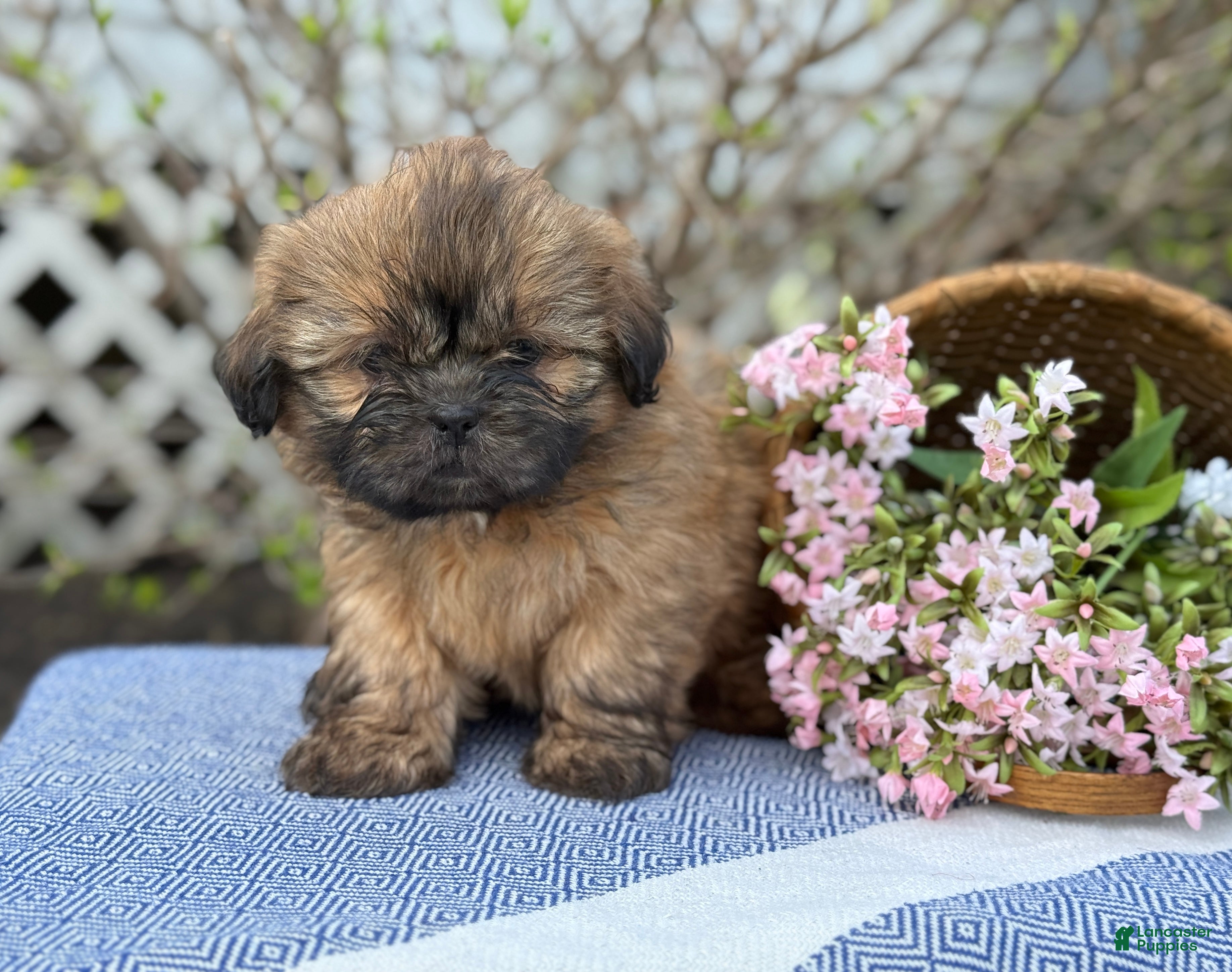 Shih Tzu dogs Dahlia - Ad 1