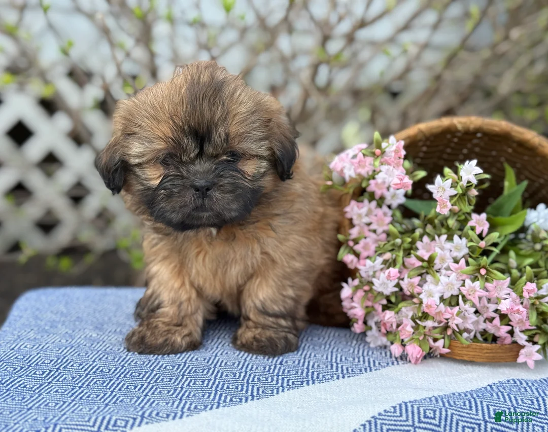 Shih Tzu dogs for sale: Dahlia - Ad 1