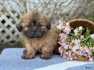 Shih Tzu dogs for sale: Dahlia - Ad 1