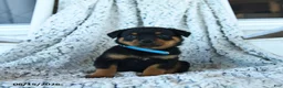 Rottweiler dogs for sale: Rain - Ad 2