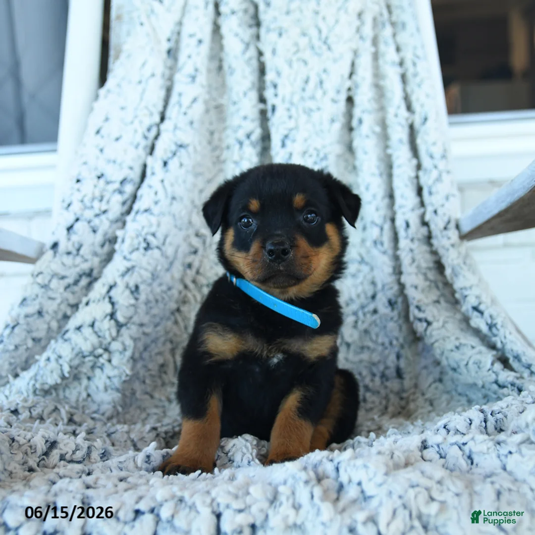 Rottweiler dogs for sale: Rain - Ad 2
