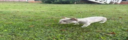 French Bulldog dogs for sale: French Bulldog 2 - Ad 3