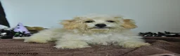 Bichpoo dogs for sale: Harry - Ad 11