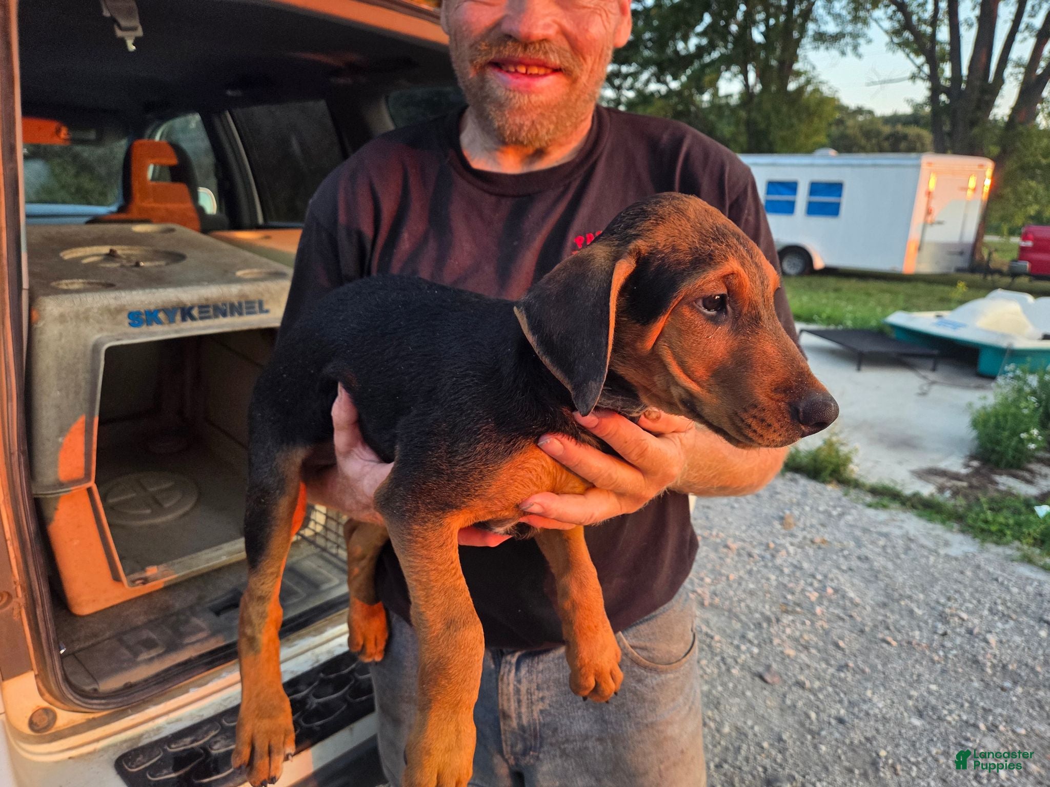 Airedale Terrier dogs Airedale Terrier 2 - Ad 1