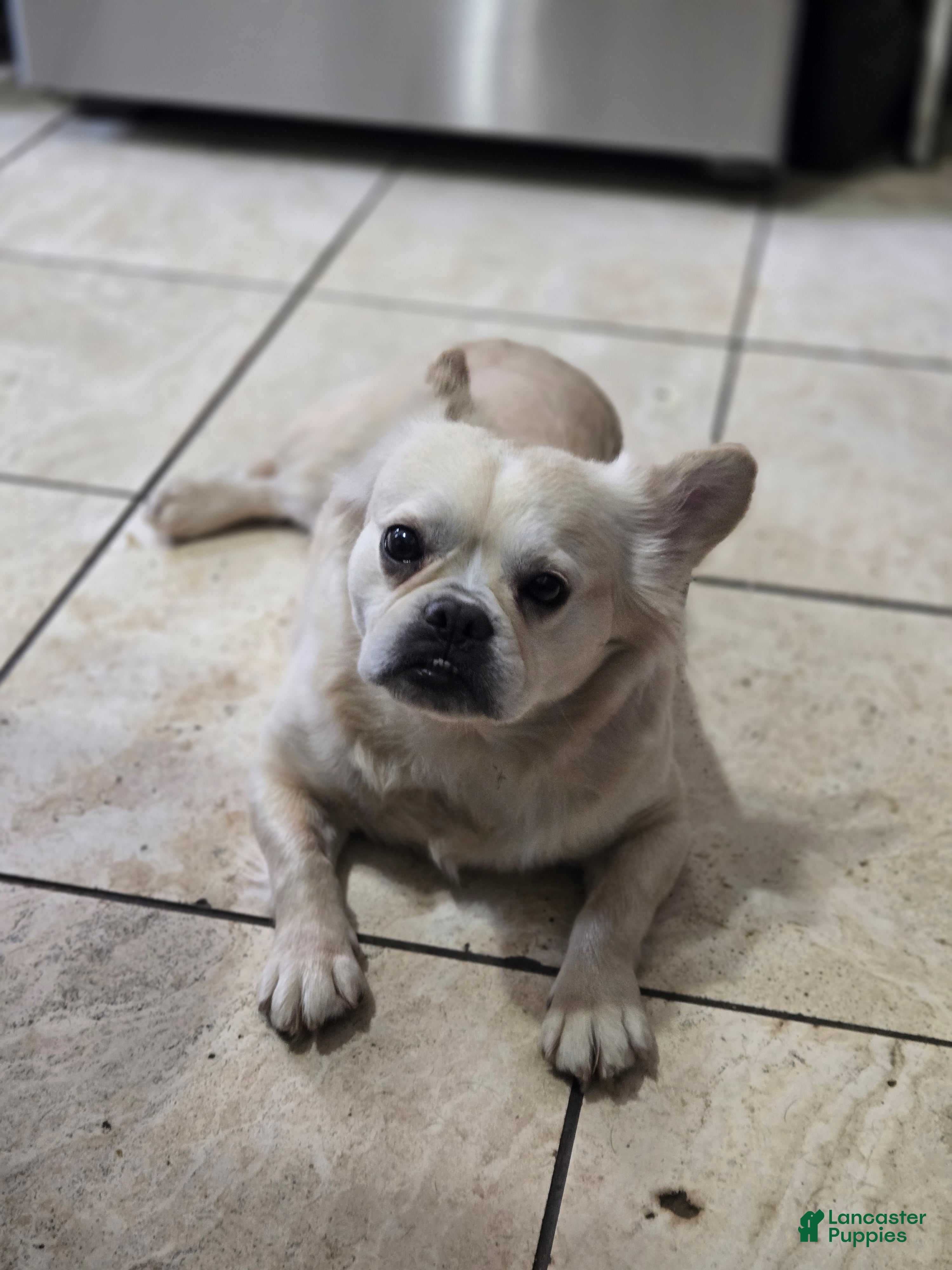 French Bulldog dogs for sale: French Bulldog Puppy 1 - Ad 1