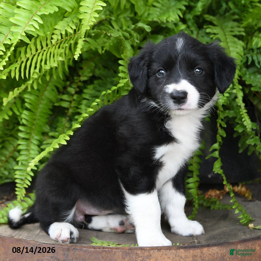 Mixed Breed dogs Jewel - Ad 2