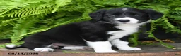 Mixed Breed dogs for sale: Jewel - Ad 2