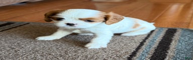 Cavalier King Charles Spaniel Puppy 2
